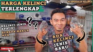 HARGA KELINCI TERKINI DAN REVIEW JENIS KELINCI HIAS UNTUK PELIHARAAN kelincihias kelincimini [upl. by Hafinah]