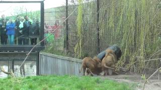 Lion gets head stuck in feeding barrel at zoo [upl. by Ennyleuqcaj]