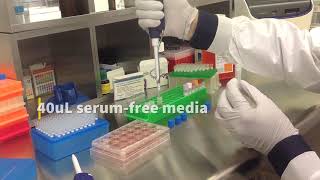 Altogen In Vitro 4T1 Transfection Tutorial [upl. by Anitroc373]