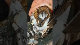 Donkey hoof cleaning trimming shorts asmr satisfying [upl. by Zeidman]