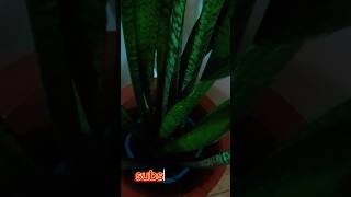 Sensaveriya Air furifying plants 👍🌿🌺 homedecor indoorplants [upl. by Allecram470]