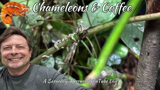 Chameleons and coffee [upl. by Karel]