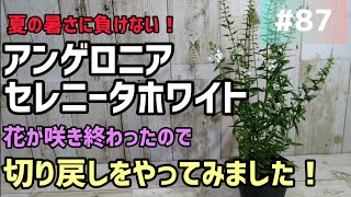 87 アンゲロニア セレニータホワイト 7月中旬花が咲き終わったので切り戻しをやってみたいと思います😄 [upl. by Iorio782]