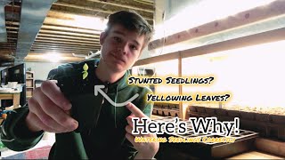 How To Properly Water Seedlings [upl. by Ardeth832]