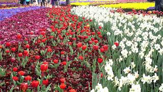 FLORIADE FLOWER FESTIVAL IN CANBBERA [upl. by Naid]