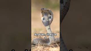 Exploring 10 Facts About the King Cobra [upl. by Jeffrey]