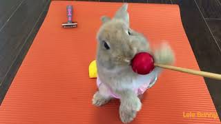 Yummy baby bunny Lele BunnySubscribe and Like ❤️this little boy [upl. by Axe576]