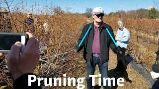 Blueberry Bush Pruning [upl. by Gothard]