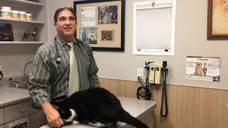 Heartworm Disease  Northeast Animal Hospital [upl. by Kola]