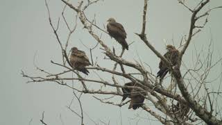 black kite  milvus migrans migrans  ძერა [upl. by Ragas387]