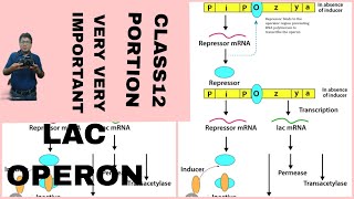 LAC OPERON GENE REGULATIONS BIOLOGY CLASS 12 FOR BOARD NEETAB ALL IS WELL [upl. by Ecnatsnoc]