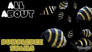 All About The Bumblebee Snails [upl. by Lleira]