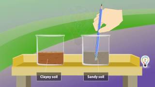 Clayey soil Vs Sandy soil  Type of soil  For school kids [upl. by Adoh292]