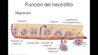 Funcion de los Neutrofilos [upl. by Acisey247]