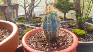 Candelabra succulent and Blue cactus [upl. by Nylanaj]