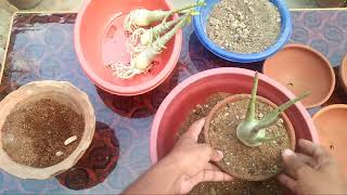 How to Make best soil for baby Arabicum amp How to Care Arabicum [upl. by Crescin]