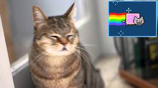 Cats React To Viral Videos  NYAN CAT [upl. by Howzell]