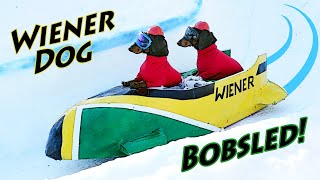 Ep 7 Wiener Dog BOBSLED  Funny Dogs in a Bobsled [upl. by Lennaj]