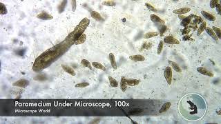 Paramecium under Microscope [upl. by Kikelia]