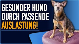 Wie Auslastung amp Beschäftigung im Alter deinem Hund helfen [upl. by Parthinia613]