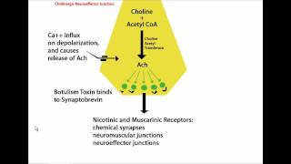 Mechanism of Botulinum Toxin Botox Tutorial [upl. by Ennayk]