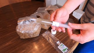 Using agar to inoculate allinone mushroom bags  a time lapse growmushrooms allinonemushroombag [upl. by Los]