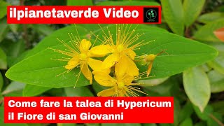 Come riprodurre con la talea l Hypericum il fiore di San Giovanni [upl. by Nadaba]