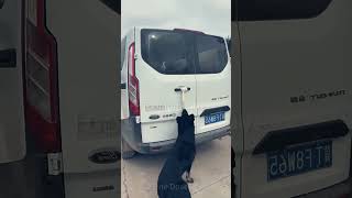 Pet Rescue a Man  Toonformative [upl. by Aip42]