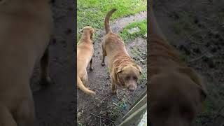 Alright guys listen up here okay dog funnyvideo [upl. by Malik]