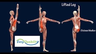 How to Grand Battement Devant Ballet Muscle Animation EasyFlexibility [upl. by Eicyak]