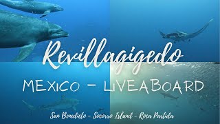 Liveaboard Mexico 🇲🇽  Socorro San Benedicto Roca Partida  Revillagigedo Islands  Solmar V [upl. by Dmitri818]