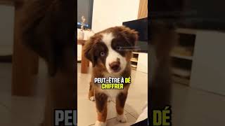 Le secret fascinant des chiens 🐕🐶🐕 funny amazing animals 2024 wildlife love [upl. by Irihs582]