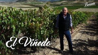 Cómo se elabora el mejor vino tinto  El Viñedo [upl. by Dnomra237]