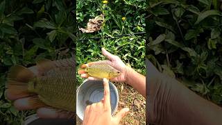 ചെമ്പല്ലി പിടിക്കാൻ ഇനി ഇതു മതി 👌 Traditional fishing Videos  Anabas Fishing Videos  Fishing [upl. by Cinemod]