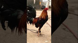 Criadero de gallos finos El Espartano 🏆rooster gallofino corridos [upl. by Lemuelah385]