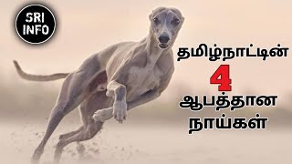 தமிழ்நாட்டின் 4 ஆபத்தான நாய்கள் Tamil Nadu top 4 dangerous dog  sri info [upl. by Collete904]