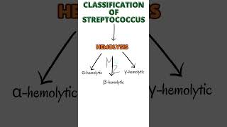 Classification of Streptococcus  Lancefield Classification bacteriology streptococcus [upl. by Olenta]