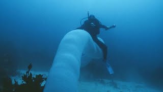 Pyrosome  unusual and glowing colonies in the ocean [upl. by Aneehs]