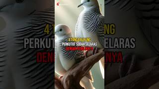 4 Tanda Burung Perkutut Sudah Selaras Dengan Pemiliknya shorts perkutut perkututlokal animals [upl. by Dennett]