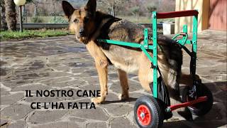 Carrello per cane disabile Il carrellino di Maurizio [upl. by Harned217]