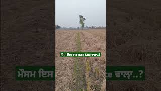 Kanak di Bijayi iss war Late kanak ageti nalo kive vdhiyaagriculture agro punjab [upl. by Enaile861]