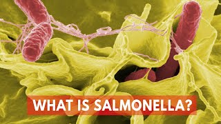 What Is Salmonella [upl. by Gardol]