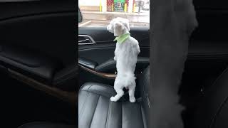 The dog pooped in the car music dog doglover funny funnyvideo funnyanimals funnyshorts [upl. by Lauri726]