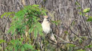 荒漠伯勞  Isabelline Shrike  Lanius isabellinus [upl. by Simeon625]