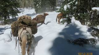 Colorado Elk hunt 2018 Flat Top Wilderness White River Nat Forest Meeker CO [upl. by Broome]