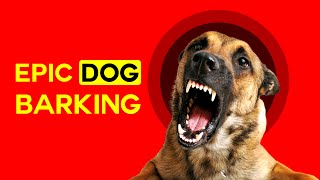 Angry Dog Barking Compilation See How Your Dogs REACTS [upl. by Crosse]