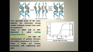 Denaturation and renaturation of DNA [upl. by Fayina469]