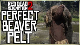 HOW TO GET A PERFECT BEAVER PELT  RED DEAD REDEMPTION 2 PRISTINE BEAVER HUNT [upl. by Columbyne54]