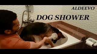 TIME LAPSE  DOG SHOWER استحمام كلب  فيديو سريع [upl. by Sternberg634]