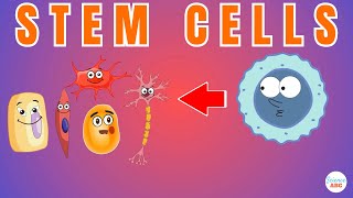 Stem Cells Explained in Simple Words [upl. by Kathleen]